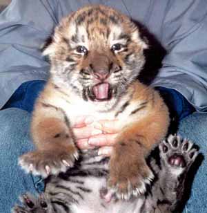 mon tigre